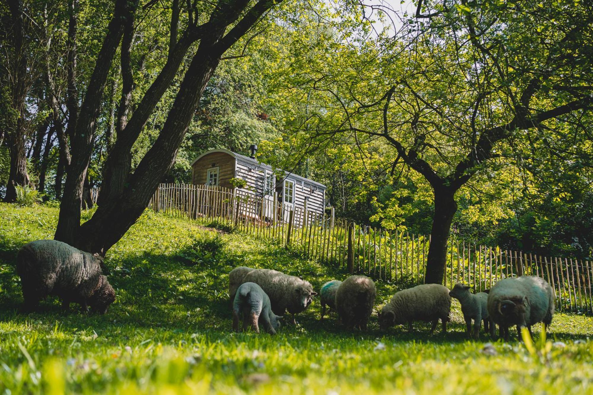 Отель Somerset Shepherds Huts Winsham Экстерьер фото